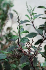 Fototapeta premium Close up of green basil leaves