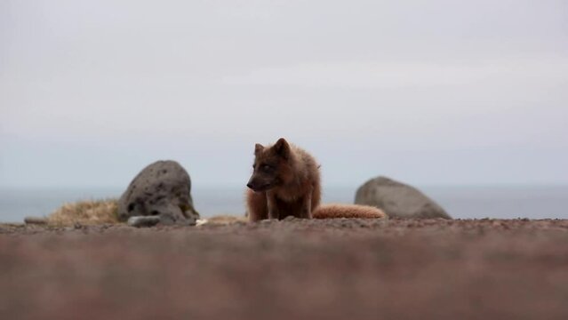 arctic fox, Iceland with brown summer coat that is starting to shed 
