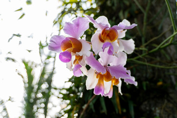 Bhatou Phool or orchid is a wild orchid found in the state of Assam 2