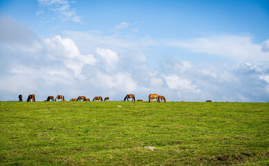 Cows and horses grazing on the Rea line grassland in Hexigten Banner