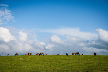 Cows and horses grazing on the Rea line grassland in Hexigten Banner