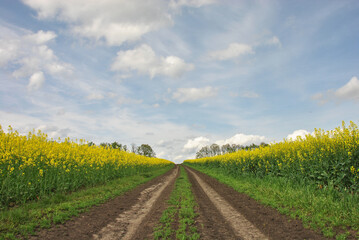dirt road in a field of yellow rapeseed blue sky with clouds