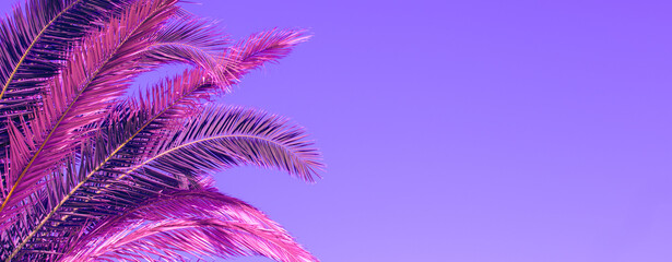 Palm leaves against a background of purple sky. Horizontal banner. Natural background