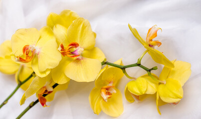 Obraz premium The branch of yellow orchids on white fabric background 