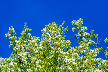 Flowering branch of pear in the garden in spring
