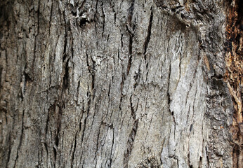 Close up of tree bark textured abstract background