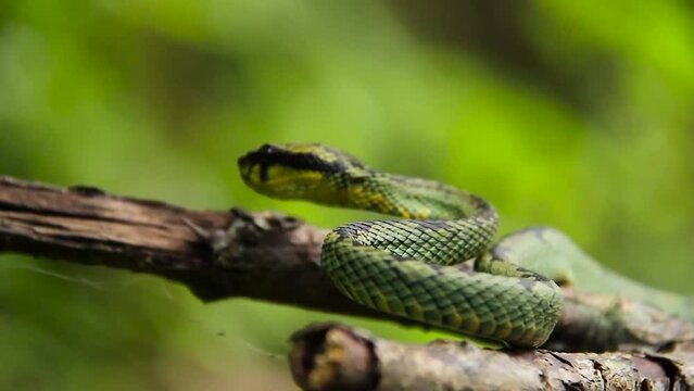 Sri Lankan green pit viper Craspedocephalus trigonocephalus Ceylon pit viper green snake endemic pet snake