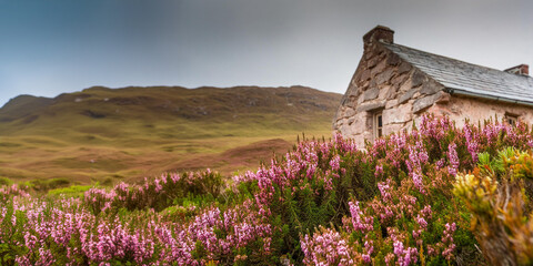 Heather growing in the Scottish highlands, by an old traditional stone cottage.