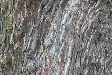 Old Wood Tree Texture Background Pattern