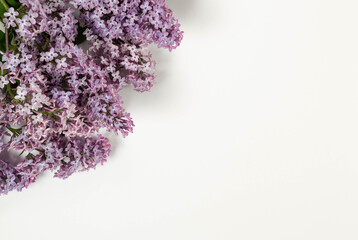 Top view of purple lilac flowers on white background. Spring wallpaper, flat lay, copy space.