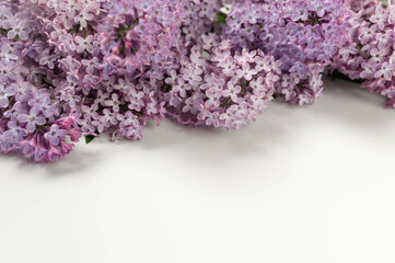 Purple lilac flowers on white background. Spring wallpaper, copy space.
