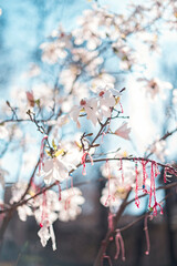 White magnolia flowers against blue sky