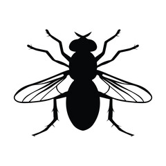 Fly insect vector illustration