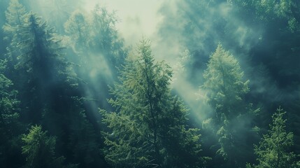 Nature-themed abstract background with misty forest and sunlight streaming through trees