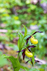 Flowering Lady's-slipper orchid in a woodland