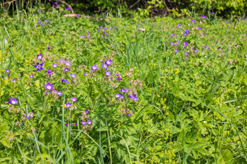 Wood cranesbill in bloom on a sunny meadow