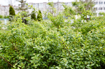 Unripe bush of flowers Spiraea Vanhouttei at park. Beautiful ornamental plant in spring