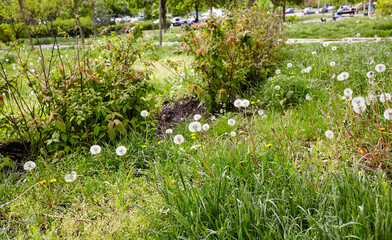 White fluffy dandelions on a background of green grass at spring. Dandelion flowers with flying feathers