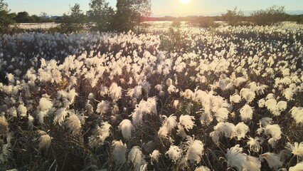 夕暮れのススキ