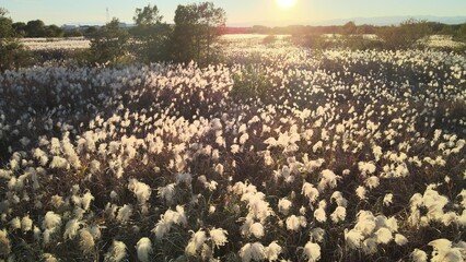 夕暮れのススキ
