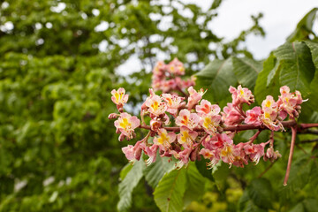 Branch red chestnut against the background of lush green leaves, closeup.  Flowers of chestnuts tree in spring time. Selective focus, blurred background