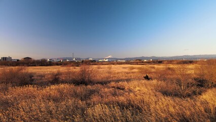 夕暮れのススキと富士山