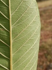 Midrib and leaf venation of guava green leaf.leaf venation of Psidium guajava.guava leaf venation pattern