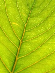 Midrib and leaf venation of guava green leaf.leaf venation of Psidium guajava.guava leaf venation pattern