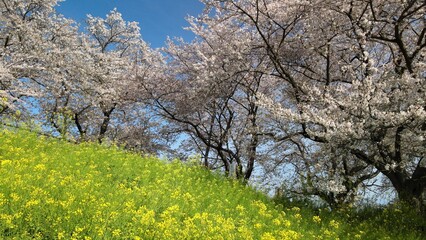 桜並木と菜の花