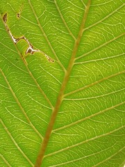 Midrib and leaf venation of guava green leaf.leaf venation of Psidium guajava.guava leaf venation pattern