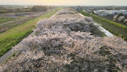 桜並木 空撮