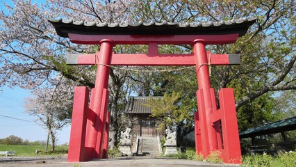 春の富士浅間神社 鳥居