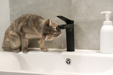 Funny portrait of cat drinking water from black tap in modern bathroom. Cat play with water, see on water, standing on sink. Side view of gray, green-eyed cat.