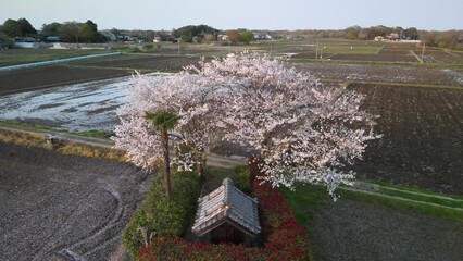 稲荷神社の桜 空撮