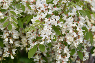 Acacia, Fabaceae, Plantae. A branch of a flowering tree
