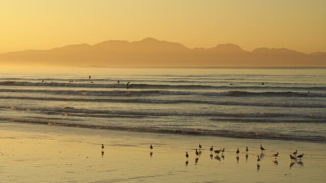 People Surfing during Golden Beach Sunrise, Seagulls in Foreground