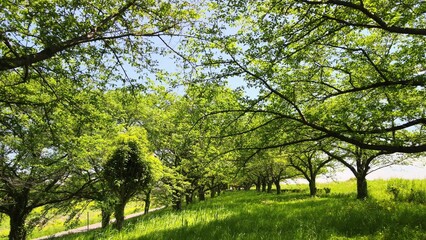 新緑の並木道