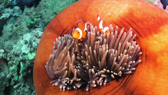 Orange Magnificent Sea Anemone hosting three false Anemone clownfish of different sizes. The nemos scurry around between the tentacles and scare away a small fish coming too close.