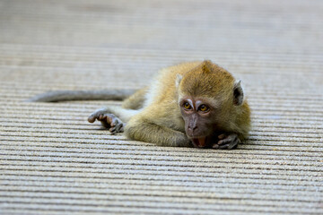 Young macaque with open mouth is lying on wooden floor in the Singapore jungle