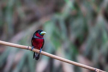 A couple of Black-and-Red broadbill (Cymbirhynchus macrorhynchos) perch on the same branch.	