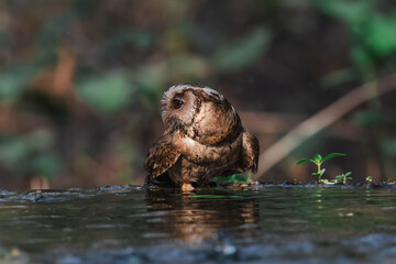 Collared Scops Owl Dark hazel eyes Brown body feathers The neck is brownish-yellow. In nature, it is often difficult to notice. Forehead and eyebrows light brown The lower body has black lines.