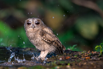 Collared Scops Owl Dark hazel eyes Brown body feathers The neck is brownish-yellow. In nature, it is often difficult to notice. Forehead and eyebrows light brown The lower body has black lines.