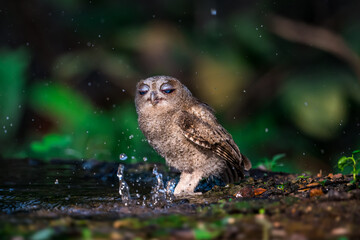 Collared Scops Owl Dark hazel eyes Brown body feathers The neck is brownish-yellow. In nature, it is often difficult to notice. Forehead and eyebrows light brown The lower body has black lines.
