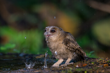 Collared Scops Owl Dark hazel eyes Brown body feathers The neck is brownish-yellow. In nature, it is often difficult to notice. Forehead and eyebrows light brown The lower body has black lines.