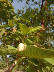 guava flower or flower of the Psidium guajava in the garden.guava flower pattern 
