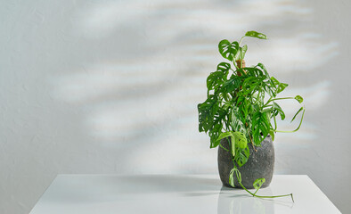 Vase of plant on the white table and decorative wall background interior style.