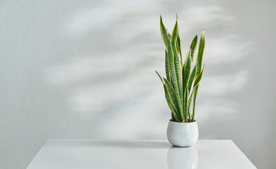 Vase of plant on the white table and decorative wall background interior style.