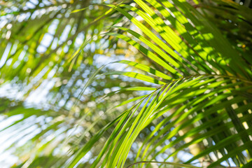 Vibrant green palm leaves illuminated by sunlight, creating a play of light and shadows, perfect...