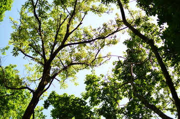 チェアリング 森林浴