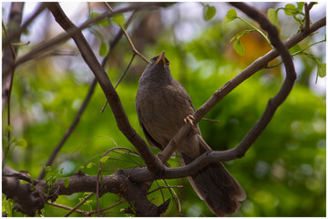 bird on a branch